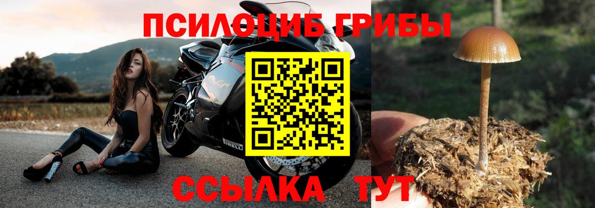 Галлюциногенные грибы Psilocybine cubensis Заринск